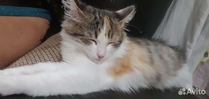 Кошка в дар