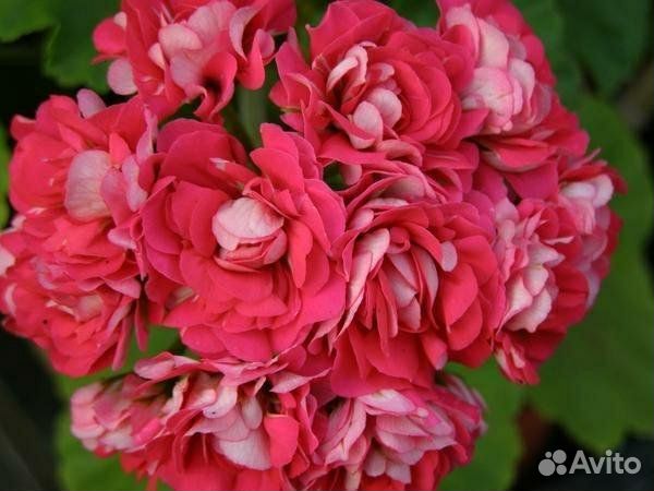 Пеларгония розебудная