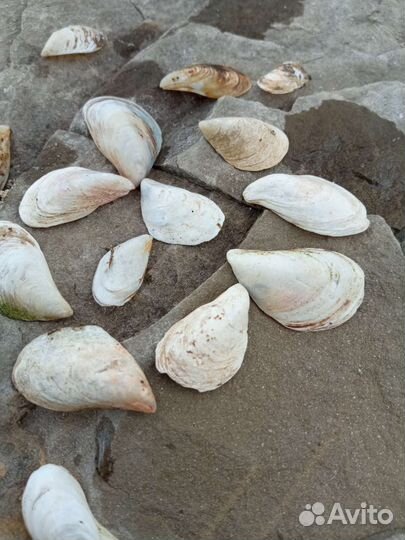 Ракушки для творчества