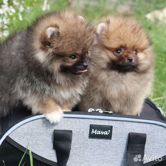 Счастье в дом