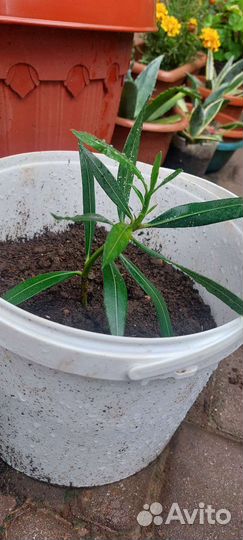 Продам Олеандр