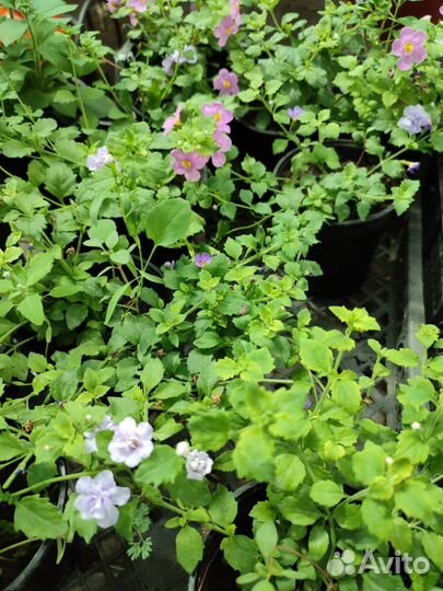 Рассада цветов, овощи