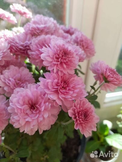 Хризантемы