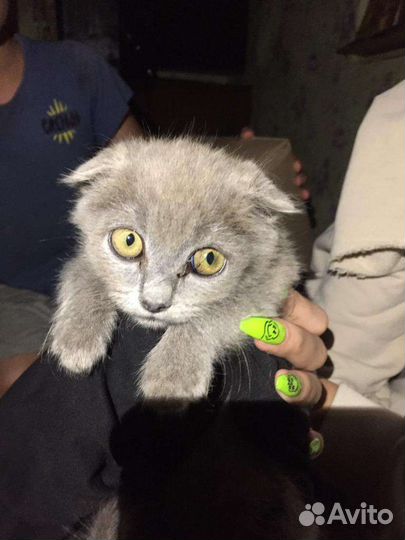Кошка веслоухая