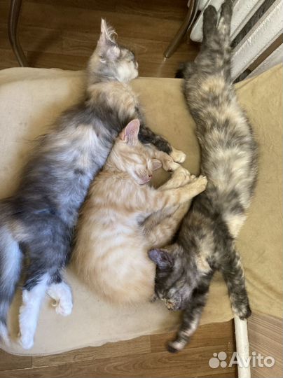 Очаровательные котята