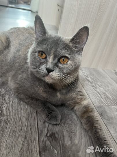 Британская кошка