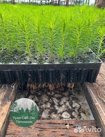 Зкс и окс Сосна Ель Лиственница сеянцы Голуб горн