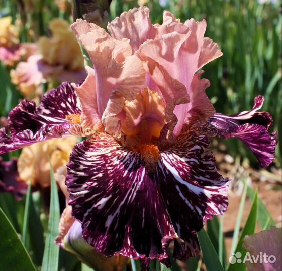 Ирисы сортовые