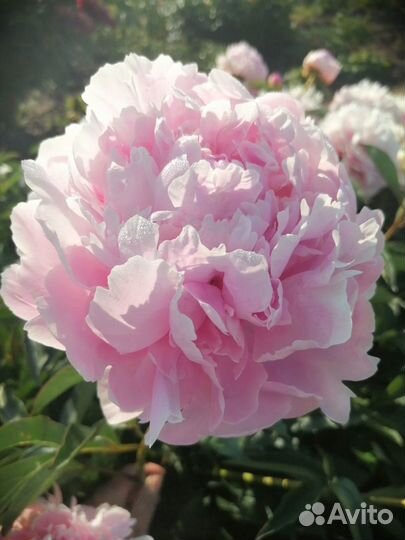 Пионы сортовые