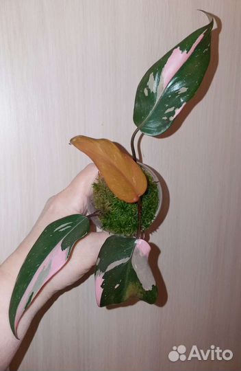 Филодендроны и другие ароидные