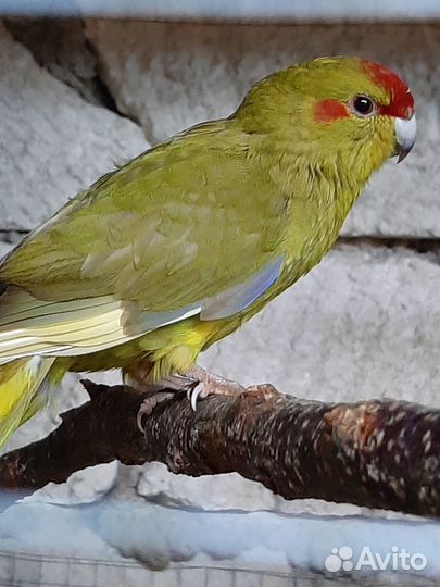 Попугай какарик