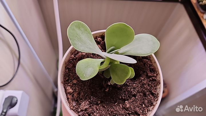 Эпипремнум себублю,седум нусбаумера