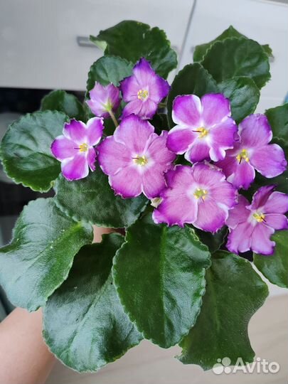 Фиалка сортовая