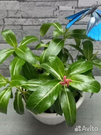 Барвинок (рассада)