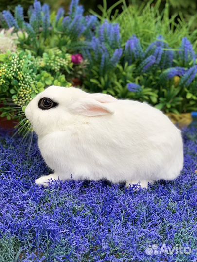 Кролик хотот самец