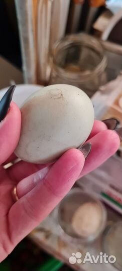 Домашние куриные яйца,перепелиные