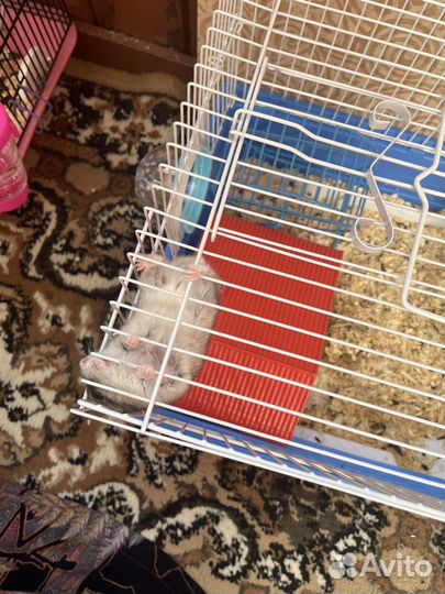Клетка для грызунов