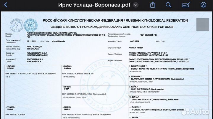 Щенки спаниеля (рос) бесплатно