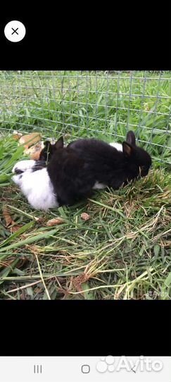 Кролики вязка