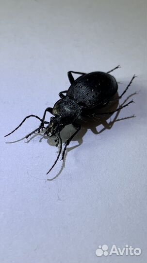 Жук жужелица садовая Carabus hortensis