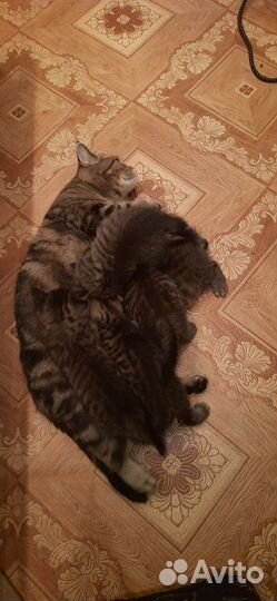 Кошка в дар бесплатно