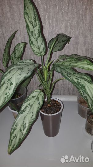 Аглаонема Сильвер квин