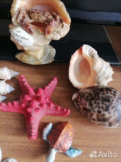 Морские ракушки раковины