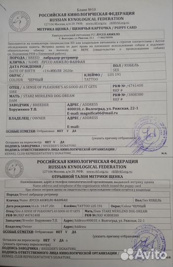 Лабрадор вязка