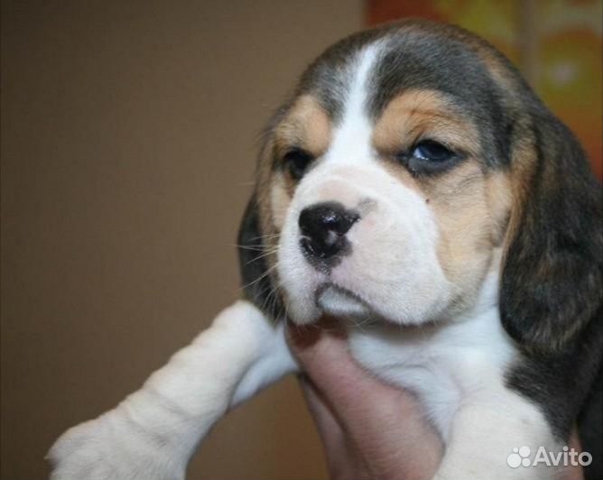 Щенки бигль