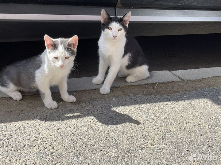 Котята в добрые руки даром