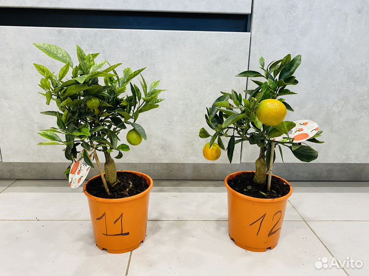 Цитрусовые деревья кумкват