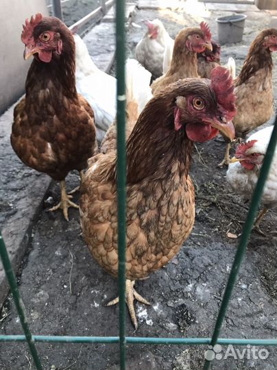 Куры несушки