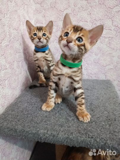 Бенгальские котята