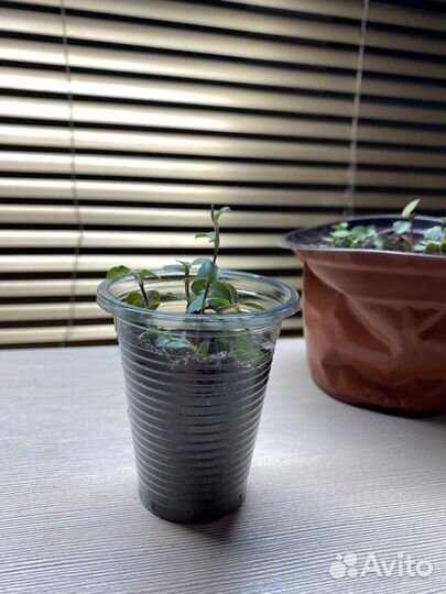 Коллизия зеленая