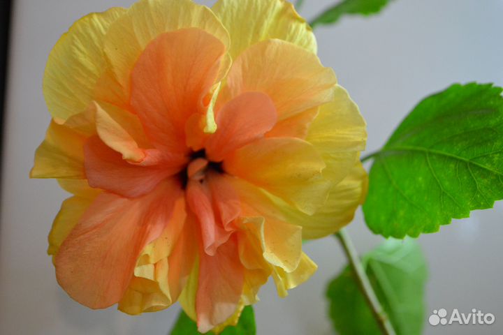 Гибискусы комнатные, Читайте текст