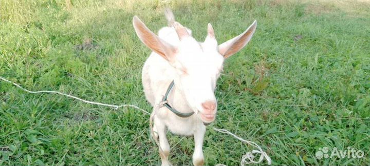 Зааненские козочки