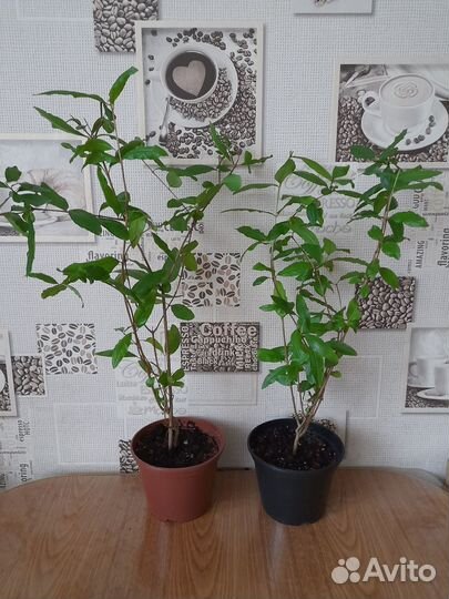 Гранат комнатный