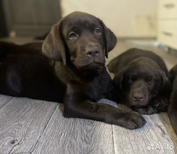 Щенки лабрадора шоколадного окраса. Документы РКФ