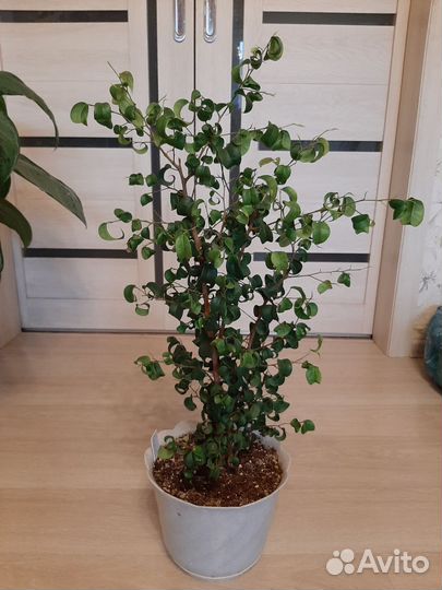 Хлорофитум