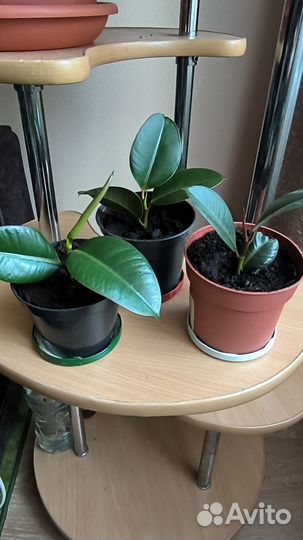 Фикус эластика