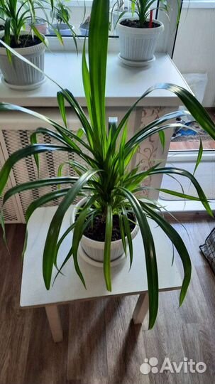 Панданус комнатный цветок