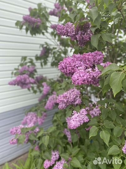 Продаю растения из своего сада с окс