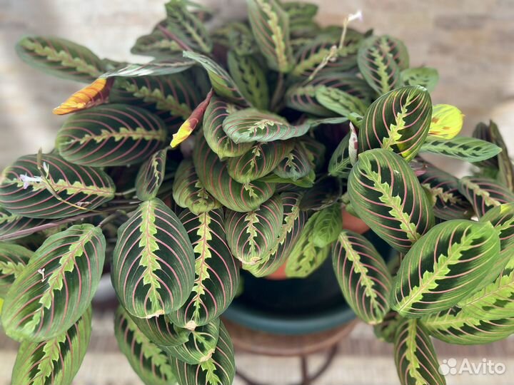 Маранта Massangeana,Tricolor, Silver band, Fantasy