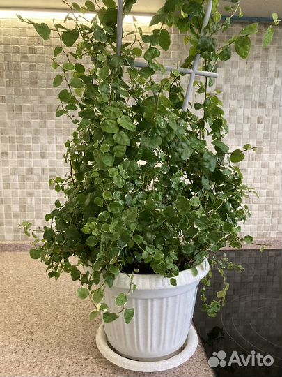 Фикус пумила уайт