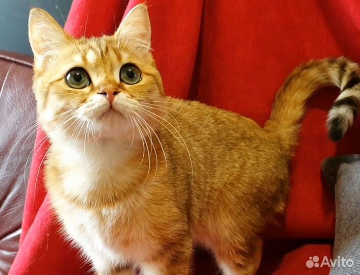 Супер котик манчкин лонг