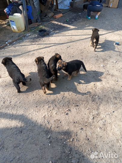 Щенки немецкой овчарки