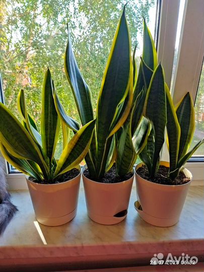 Сансевиерия