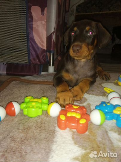 Щенки добермана