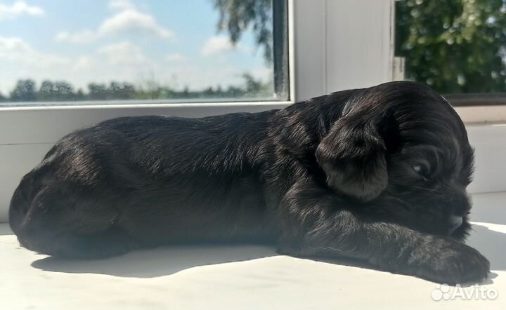 Щенки американского коккер- спаниеля