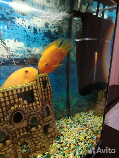 Аквариум